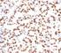 NK2 Homeobox 1 antibody, V7084IHC-7ML, NSJ Bioreagents, Immunohistochemistry paraffin image 