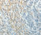 Paxillin antibody, STJ25244, St John