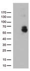 Glypican 1 antibody, LS-C792984, Lifespan Biosciences, Western Blot image 