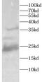 High Mobility Group Box 1 antibody, FNab10710, FineTest, Western Blot image 