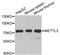 N6-adenosine-methyltransferase 70 kDa subunit antibody, A8370, ABclonal Technology, Western Blot image 