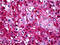 Serpin Family A Member 3 antibody, 51-667, ProSci, Immunohistochemistry paraffin image 
