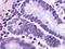 Glucagon antibody, orb79930, Biorbyt, Immunohistochemistry paraffin image 