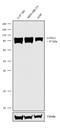 Lysyl Oxidase Like 2 antibody, 702694, Invitrogen Antibodies, Western Blot image 