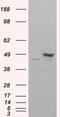 Flotillin 1 antibody, 45-051, ProSci, Immunohistochemistry frozen image 