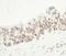 FUS RNA Binding Protein antibody, NB100-2599, Novus Biologicals, Immunohistochemistry frozen image 