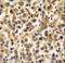 CFAP45 antibody, LS-C168409, Lifespan Biosciences, Immunohistochemistry frozen image 