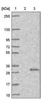 Mediator Complex Subunit 20 antibody, PA5-59264, Invitrogen Antibodies, Western Blot image 