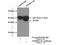 Apolipoprotein B MRNA Editing Enzyme Catalytic Subunit 3G antibody, 10608-1-AP, Proteintech Group, Immunoprecipitation image 