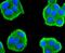 Cell Division Cycle 45 antibody, NBP2-67897, Novus Biologicals, Immunofluorescence image 