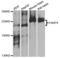 Poly(ADP-Ribose) Polymerase Family Member 4 antibody, LS-B15637, Lifespan Biosciences, Western Blot image 