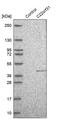 Chromosome 22 Open Reading Frame 31 antibody, PA5-51423, Invitrogen Antibodies, Western Blot image 