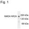 Glutamate Ionotropic Receptor NMDA Type Subunit 2A antibody, PA3-4664, Invitrogen Antibodies, Western Blot image 