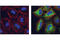 Heat Shock Protein Family B (Small) Member 1 antibody, 2406S, Cell Signaling Technology, Immunocytochemistry image 