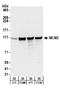 Minichromosome Maintenance Complex Component 2 antibody, NB100-244, Novus Biologicals, Western Blot image 