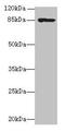 Internalin-A antibody, orb33169, Biorbyt, Western Blot image 