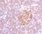 Interleukin 23 Subunit Alpha antibody, NBP1-76697, Novus Biologicals, Immunohistochemistry paraffin image 