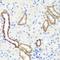 Synaptopodin antibody, orb374157, Biorbyt, Immunohistochemistry paraffin image 