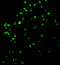Caspase 4 antibody, 3453, ProSci, Immunofluorescence image 