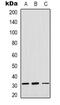OTU Deubiquitinase, Ubiquitin Aldehyde Binding 1 antibody, abx133588, Abbexa, Western Blot image 