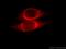 Orosomucoid 2 antibody, 11199-1-AP, Proteintech Group, Immunofluorescence image 