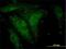 Neural EGFL Like 1 antibody, H00004745-M01, Novus Biologicals, Immunocytochemistry image 