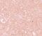 NLR Family Pyrin Domain Containing 10 antibody, PA5-21025, Invitrogen Antibodies, Immunohistochemistry frozen image 