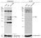 General Transcription Factor IIB antibody, GTX113723, GeneTex, Western Blot image 