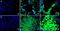 Acid Sensing Ion Channel Subunit 3 antibody, GTX10354, GeneTex, Immunohistochemistry paraffin image 