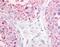 G Protein-Coupled Receptor 68 antibody, AHP1354, Bio-Rad (formerly AbD Serotec) , Immunohistochemistry paraffin image 