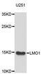 LIM Domain Only 1 antibody, LS-C349242, Lifespan Biosciences, Western Blot image 