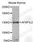 Actin filament-associated protein 1-like 2 antibody, A5061, ABclonal Technology, Western Blot image 