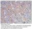 Solute Carrier Family 1 Member 3 antibody, EAAT1-101AP, FabGennix, Immunohistochemistry frozen image 