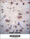 Envoplakin Like antibody, 56-339, ProSci, Immunohistochemistry frozen image 