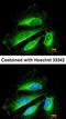 DHSB antibody, orb73928, Biorbyt, Immunofluorescence image 