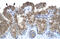 Asialoglycoprotein Receptor 2 antibody, 27-957, ProSci, Immunohistochemistry frozen image 