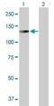 Lon Peptidase 1, Mitochondrial antibody, ab103809, Abcam, Western Blot image 