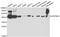 Serpinb1 antibody, A6257, ABclonal Technology, Western Blot image 