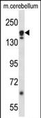 Autophagy Related 2A antibody, PA5-71837, Invitrogen Antibodies, Western Blot image 