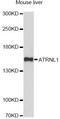 Attractin Like 1 antibody, LS-C749850, Lifespan Biosciences, Western Blot image 