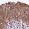 McKusick-Kaufman Syndrome antibody, NBP1-92123, Novus Biologicals, Immunohistochemistry paraffin image 