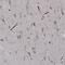 Platelet receptor Gi24 antibody, NBP2-59031, Novus Biologicals, Immunohistochemistry frozen image 