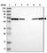 Leukotriene A4 Hydrolase antibody, HPA017017, Atlas Antibodies, Western Blot image 