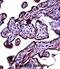 Carcinoembryonic Antigen Related Cell Adhesion Molecule 3 antibody, abx027645, Abbexa, Immunohistochemistry paraffin image 