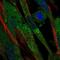 Complement Factor B antibody, NBP1-89985, Novus Biologicals, Immunofluorescence image 