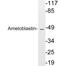 Ameloblastin antibody, A05093, Boster Biological Technology, Western Blot image 