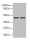 Beta-1,4-Galactosyltransferase 3 antibody, CSB-PA00704A0Rb, Cusabio, Western Blot image 