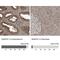 Synaptosome Associated Protein 47 antibody, NBP1-88483, Novus Biologicals, Immunohistochemistry paraffin image 