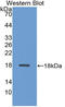 Syndecan 4 antibody, LS-C314855, Lifespan Biosciences, Western Blot image 