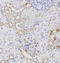Autophagy Related 16 Like 1 antibody, LS-C331745, Lifespan Biosciences, Immunohistochemistry paraffin image 